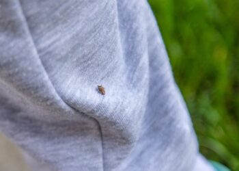 Meningoencefalitas: kas tai, simptomai ir gydymas