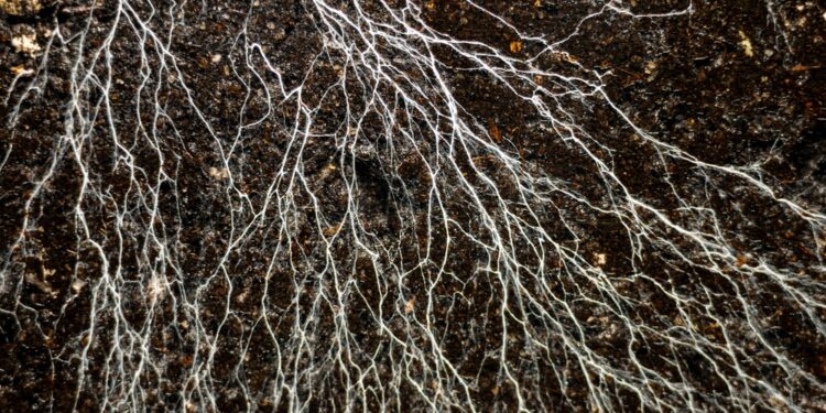 Netuberkuliozinių mikobakterijų (NTM) infekcija: apžvalga