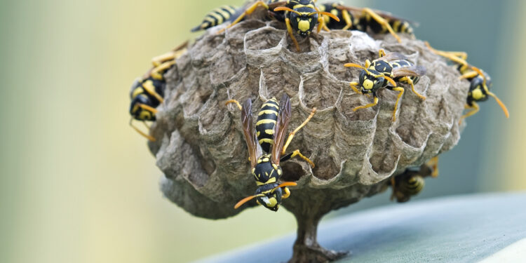 Mikrofobija (baimė mažų daiktų): simptomai ir gydymas