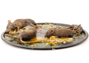 Leptospirozė: priežastys, simptomai, diagnostika ir gydymas