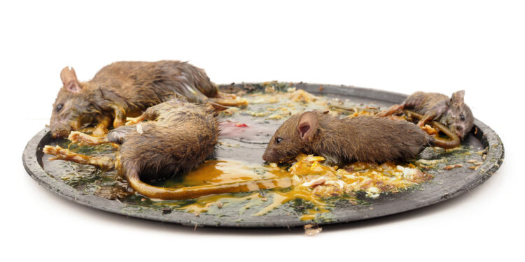 Leptospirozė: priežastys, simptomai, diagnostika ir gydymas