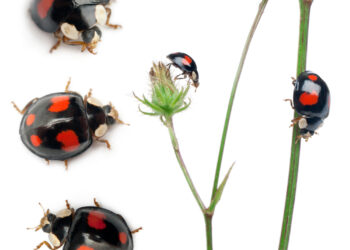 Harlequino sindromas: kas tai, priežastys, simptomai ir gydymas