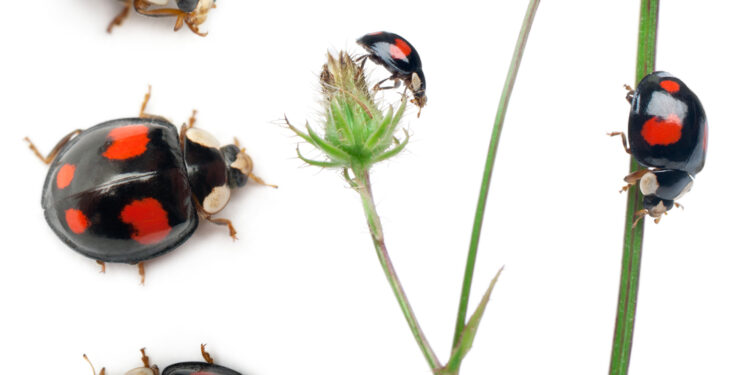 Harlequino sindromas: kas tai, priežastys, simptomai ir gydymas