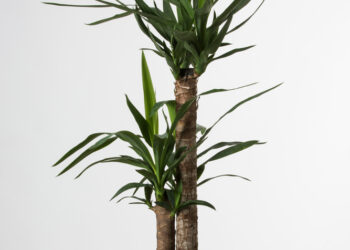 Jukos nauda sveikatai