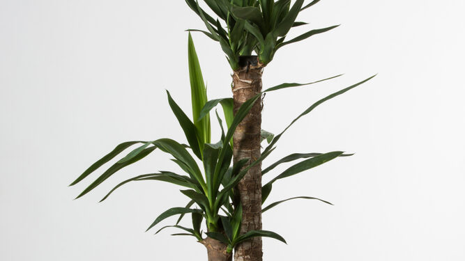 Jukos nauda sveikatai