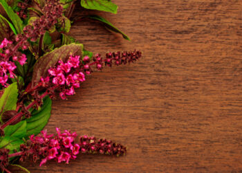 Rausvažiedė šventagaršvė nuo vidurių užkietėjimo