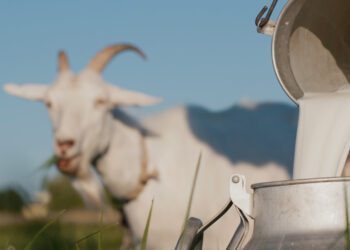 Ar galima naudoti ožkos pieną žvynelinei gydyti?
