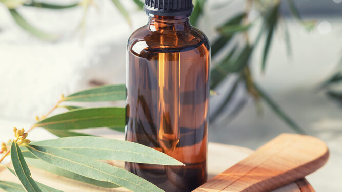 Eukaliptų aliejus plaukams