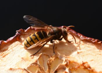 Geltongalio širšės įgėlimas: simptomai ir gydymas