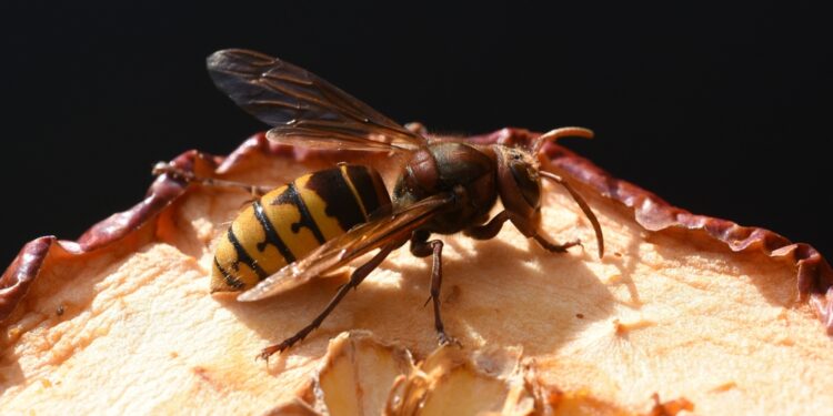 Geltongalio širšės įgėlimas: simptomai ir gydymas