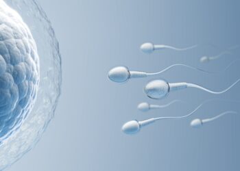 Kaip susidaro sperma?