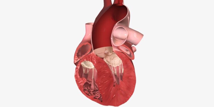 Skilvelinė tachikardija: priežastys, simptomai ir gydymas