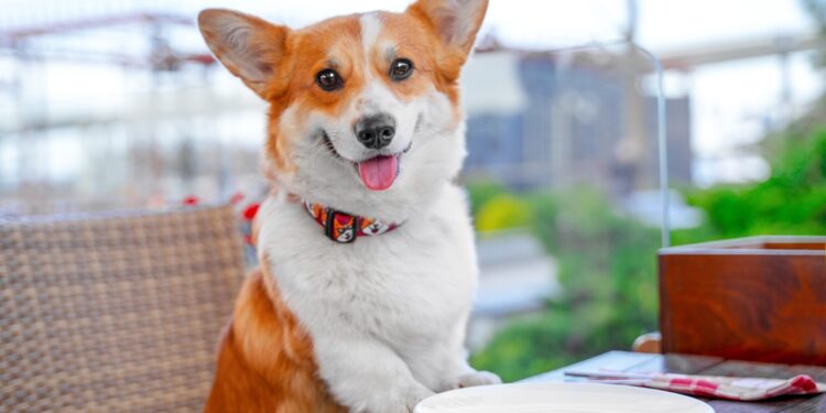 Ar šunys iš tikrųjų kelia grėsmę restoranų higienai?