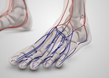 Nervai ir kraujagyslės