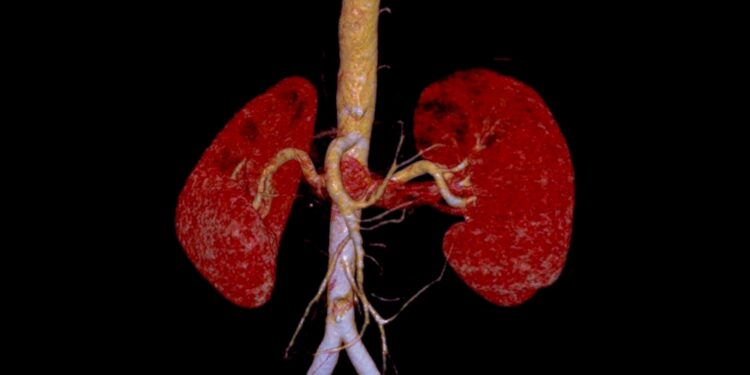 Inkstų kraujagyslės