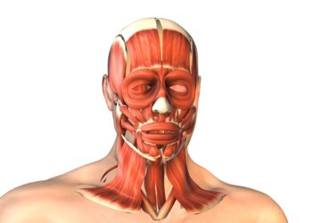 Apatinė nugaros dalis ir paviršiniai raumenys