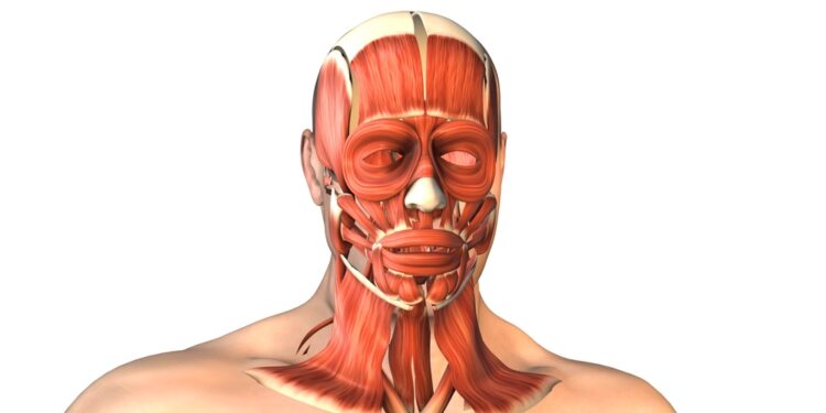 Apatinė nugaros dalis ir paviršiniai raumenys