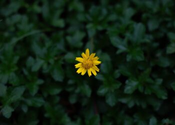 Ar arnika padeda malšinti skausmą?