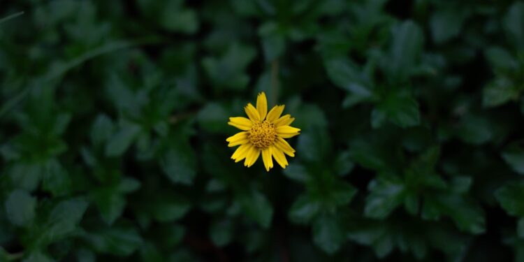 Ar arnika padeda malšinti skausmą?