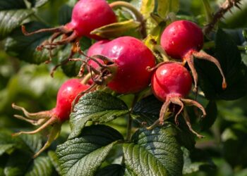 Ar rožinė dedervinė gali niežėti ne visais atvejais?