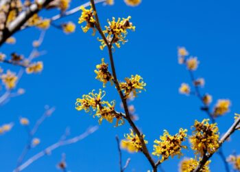 Ar lazdyninė hamamelė naikina utėles?