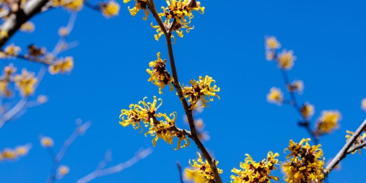 Ar lazdyninė hamamelė naikina utėles?