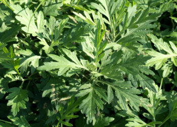 Ar artemizinas gali gydyti vėžį?