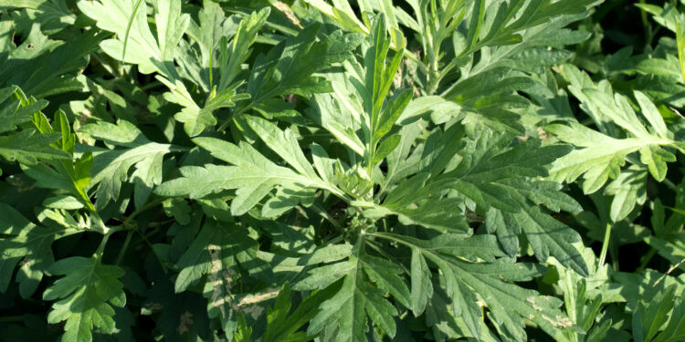 Ar artemizinas gali gydyti vėžį?