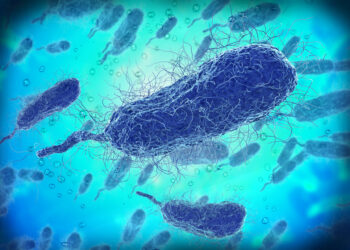 Vibrio vulnificus: infekcija, diagnostika, gydymas ir profilaktika