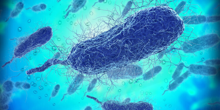 Vibrio vulnificus: infekcija, diagnostika, gydymas ir profilaktika