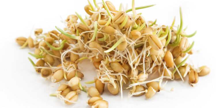 Kviečių gemalų nauda sveikatai