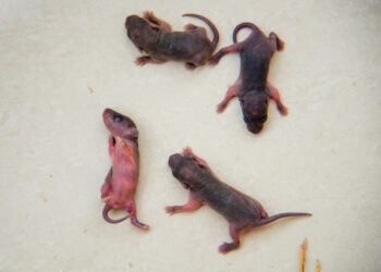 Kas yra nugaros pelės ir kaip jos gydomos?