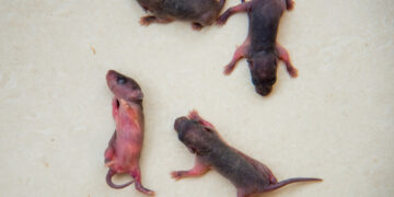 Kas yra nugaros pelės ir kaip jos gydomos?