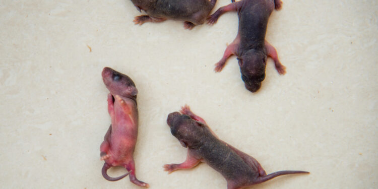 Kas yra nugaros pelės ir kaip jos gydomos?