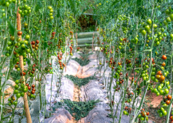 Kodėl man norisi pomidorų?