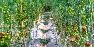 Kodėl man norisi pomidorų?