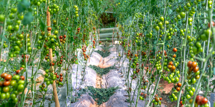 Kodėl man norisi pomidorų?