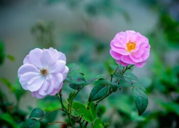 Kodėl negalima spaudyti rožinės spuogelių