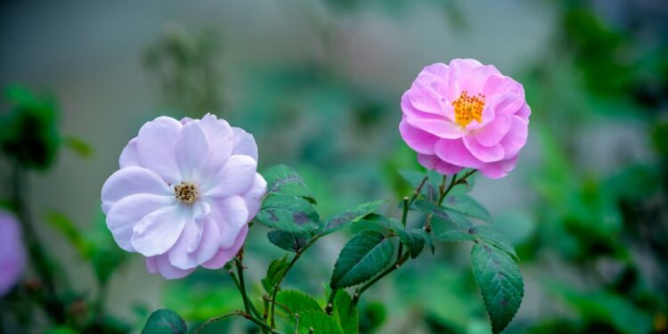 Kodėl negalima spaudyti rožinės spuogelių