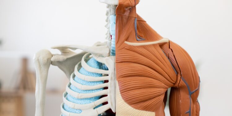 „Kaulai ir organai“