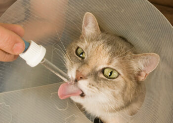 Klausimų ir atsakymų su ekspertu: Kada verta svarstyti CAR T terapiją sergant ne Hodžkino limfoma?