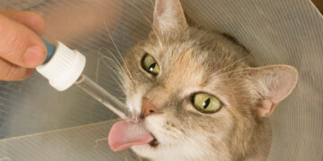 Klausimų ir atsakymų su ekspertu: Kada verta svarstyti CAR T terapiją sergant ne Hodžkino limfoma?