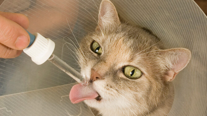 Klausimų ir atsakymų su ekspertu: Kada verta svarstyti CAR T terapiją sergant ne Hodžkino limfoma?