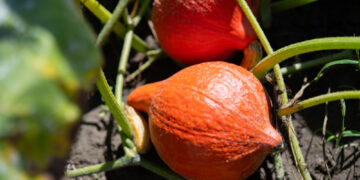 Ar ibogaina veiksmingai gydo priklausomybės sutrikimus?