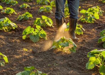 Trąšų ir augalų tręšimo priemonių apsinuodijimas