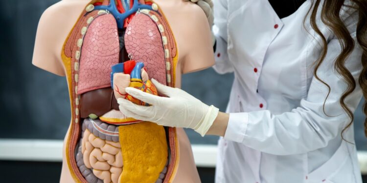 Kokia kietžiausia medžiaga žmogaus organizme?