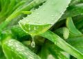 Aloe vera plaukams: kokia nauda?