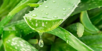Aloe vera plaukams: kokia nauda?