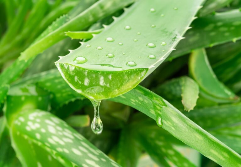 Aloe vera plaukams: kokia nauda?