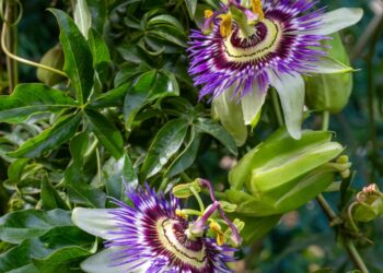 Raminamasis pasifloros poveikis